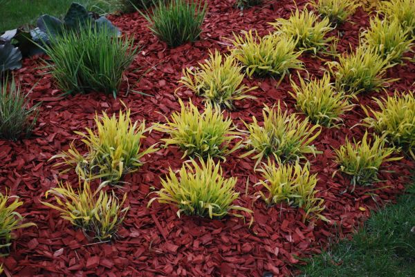 Red Mulch Installation in Tampa
