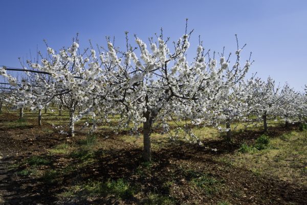 Orchard Planting in Tampa