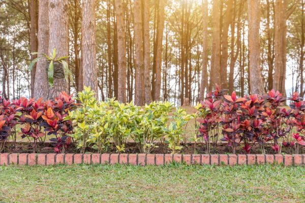 Small Garden Landscaping in Tampa