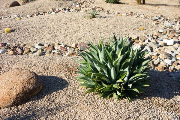 Xeriscaping Service in Tampa