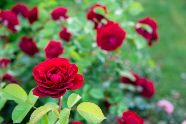 Rose Planting in Tampa