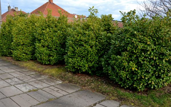 Privacy Shrub Installation in Tampa