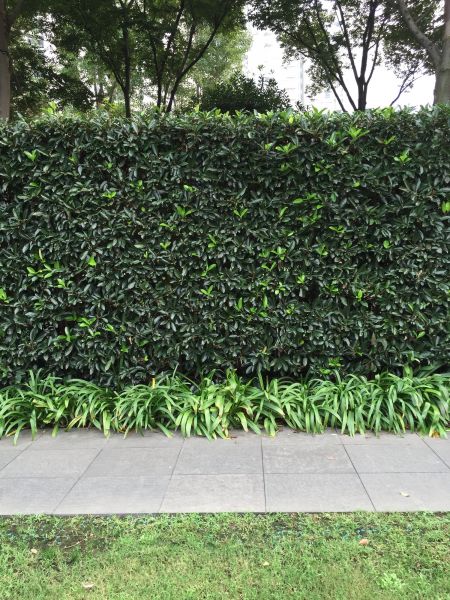 Privacy Shrub Planting in Tampa