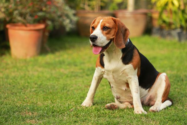 Dog Friendly Landscaping in Tampa