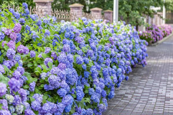 Hydrangea Landscaping in Tampa