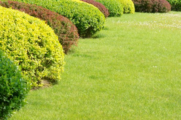 Shrubbery Planting in Tampa