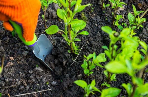 Hydrangea Planting in Tampa