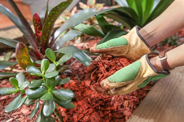 Cedar Mulch Installation in Tampa