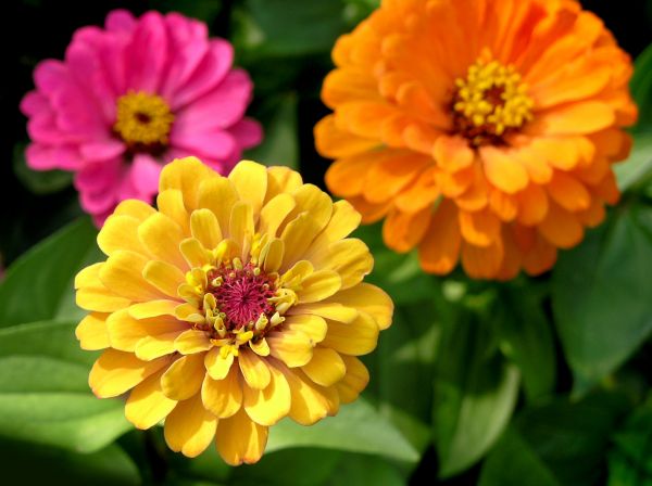 Zinnia Planting in Tampa