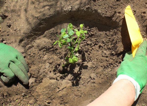Rose Bush Planting in Tampa