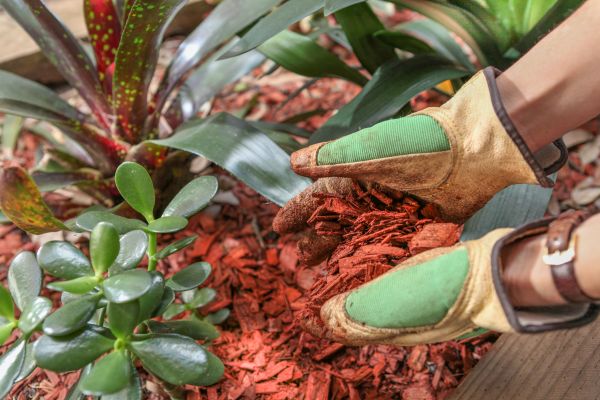Residential Mulching in Tampa