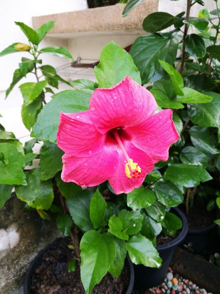 Hibiscus Planting in Tampa
