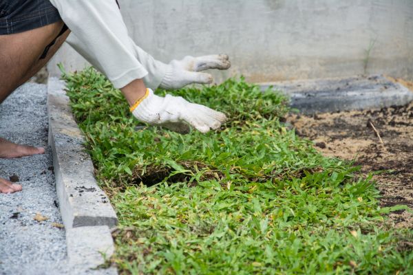 Ground Cover Planting in Tampa