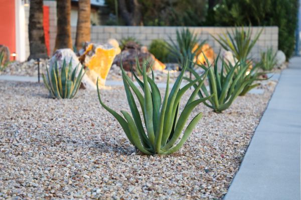 Drought Resistant Landscaping in Tampa