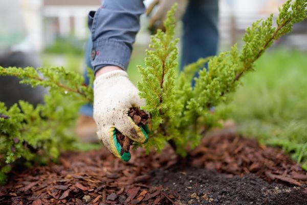Church Mulching in Tampa