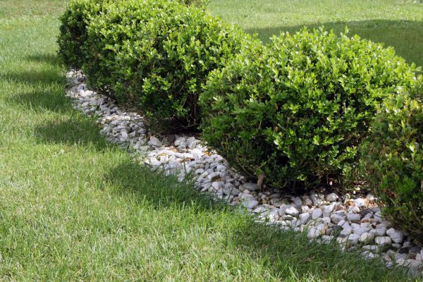 Boxwood Planting in Tampa