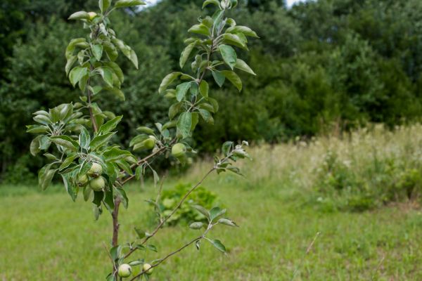 Apple Tree Planting in Tampa
