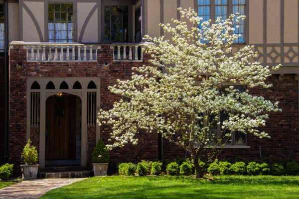 Dogwood Tree Planting in Tampa