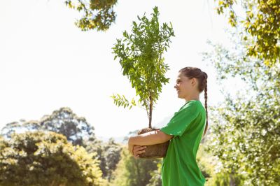Apple Tree Planting